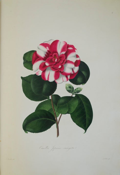 Item #66733 Illustrations and Descriptions of the Plants which Compose the Natural Order. William Beattie BOOTH.