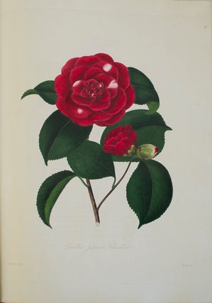 Illustrations and Descriptions of the Plants which Compose the Natural Order