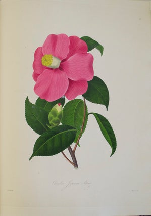 Illustrations and Descriptions of the Plants which Compose the Natural Order