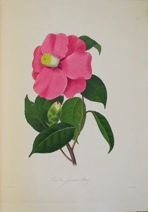Illustrations and Descriptions of the Plants which Compose the Natural Order