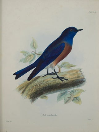 Zoology of Captain Beechey's Voyage;