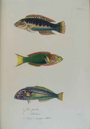 Zoology of Captain Beechey's Voyage;
