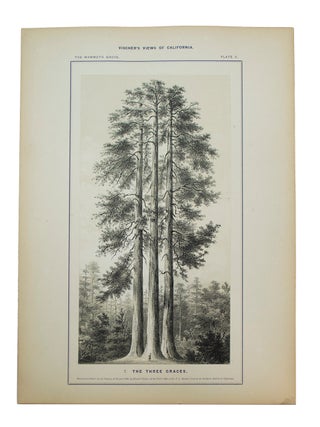 Vischer's Views of California: The Mammoth Tree Grove