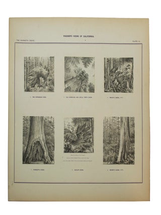 Vischer's Views of California: The Mammoth Tree Grove