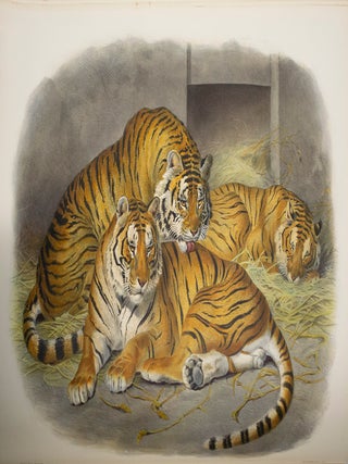 Monograph of the Felidae or Family of Cats