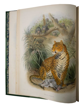 Monograph of the Felidae or Family of Cats