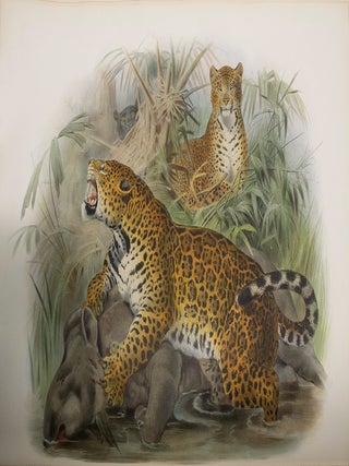 Monograph of the Felidae or Family of Cats