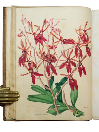 Flora and Pomona; or, the British Fruit and Flower Garden