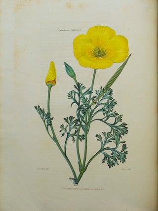 Flora and Pomona; or, the British Fruit and Flower Garden