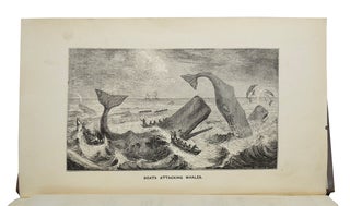 Natural History of the Sperm Whale: