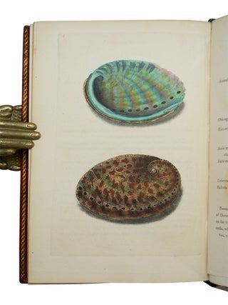 Item #69307 Natural History of British Shells. Edward DONOVAN