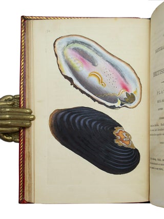 Natural History of British Shells