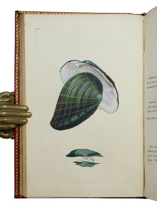 Natural History of British Shells