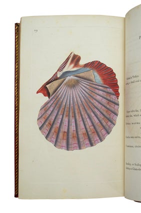Natural History of British Shells