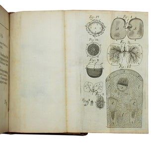 The Anatomy of Vegetables Begun