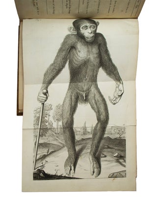 Orang-outang, sive homo sylvestris