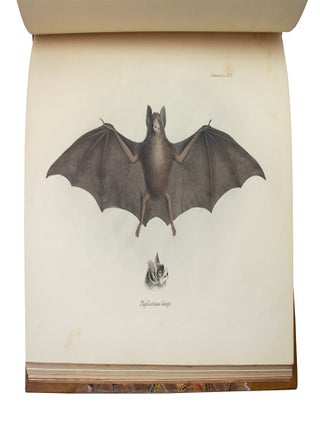 Zoology of the Voyage of the H.M.S. Beagle.