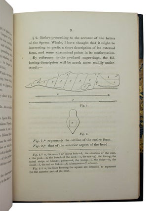 Few Observations on the Natural History of the Sperm Whale